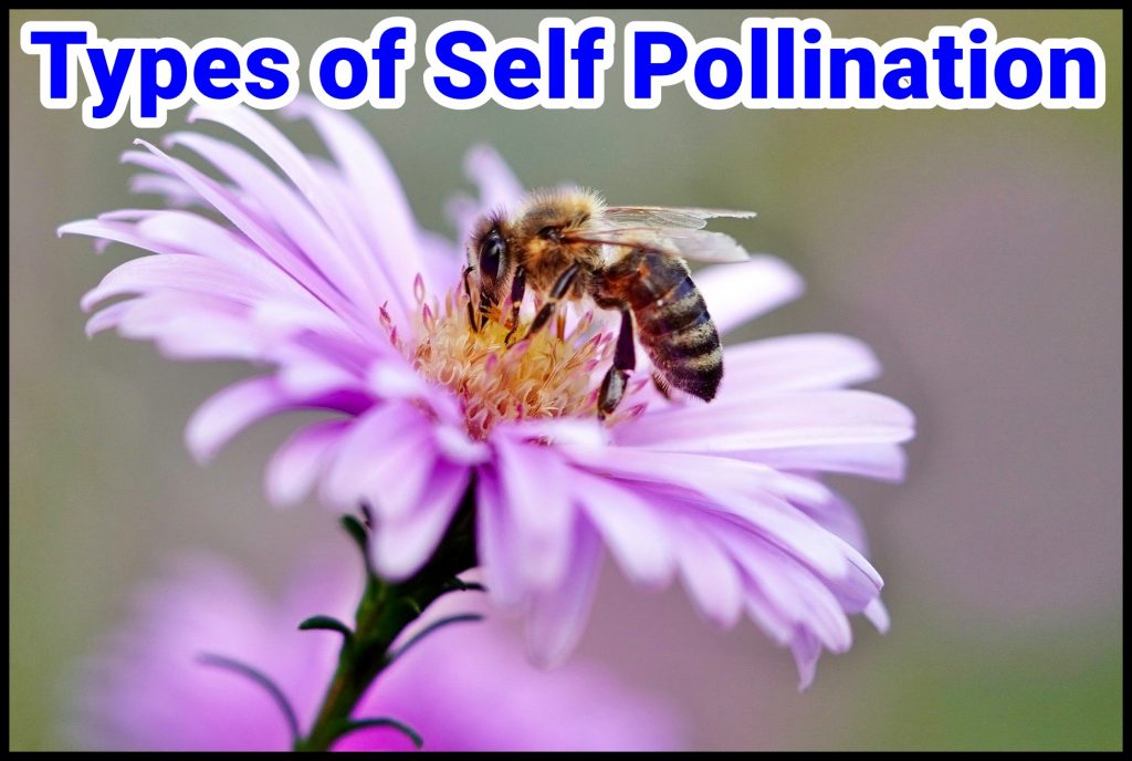 types of self pollination