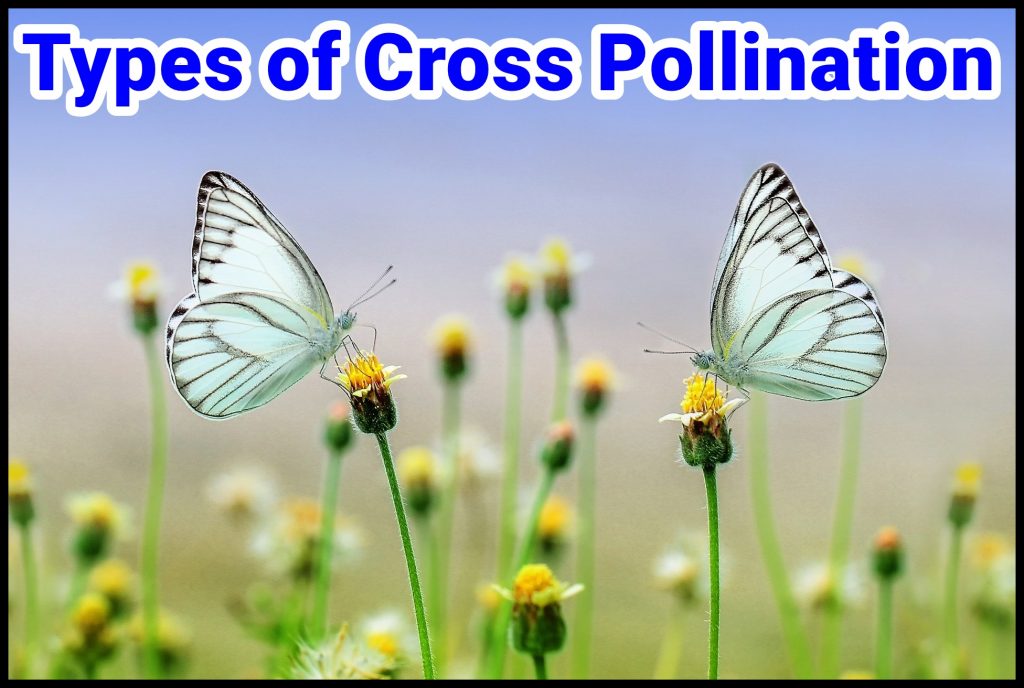 types of cross pollination