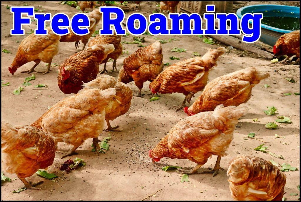 free roaming