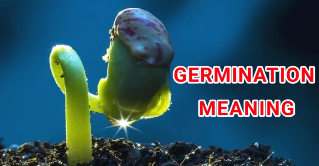 germination meaning