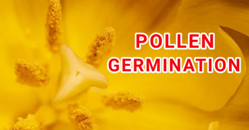 pollen germination