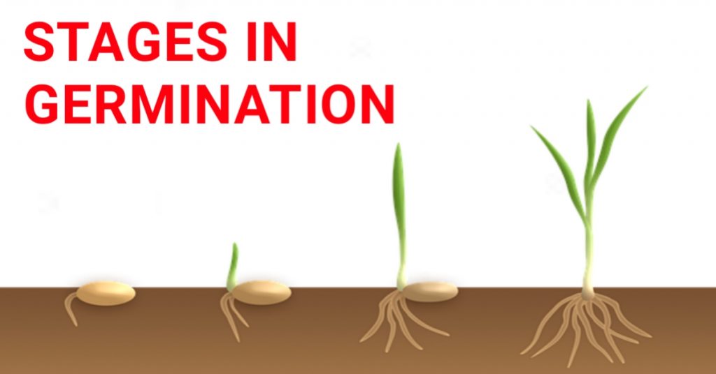 stages in germination