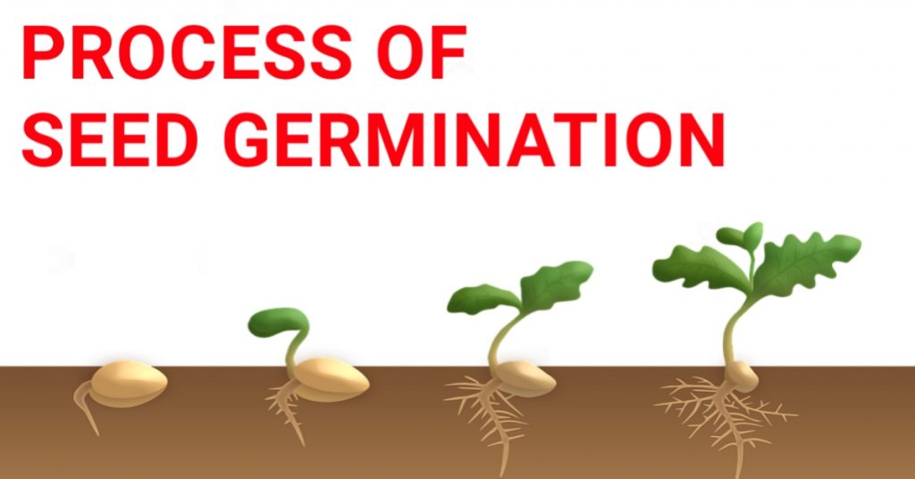 process of germination